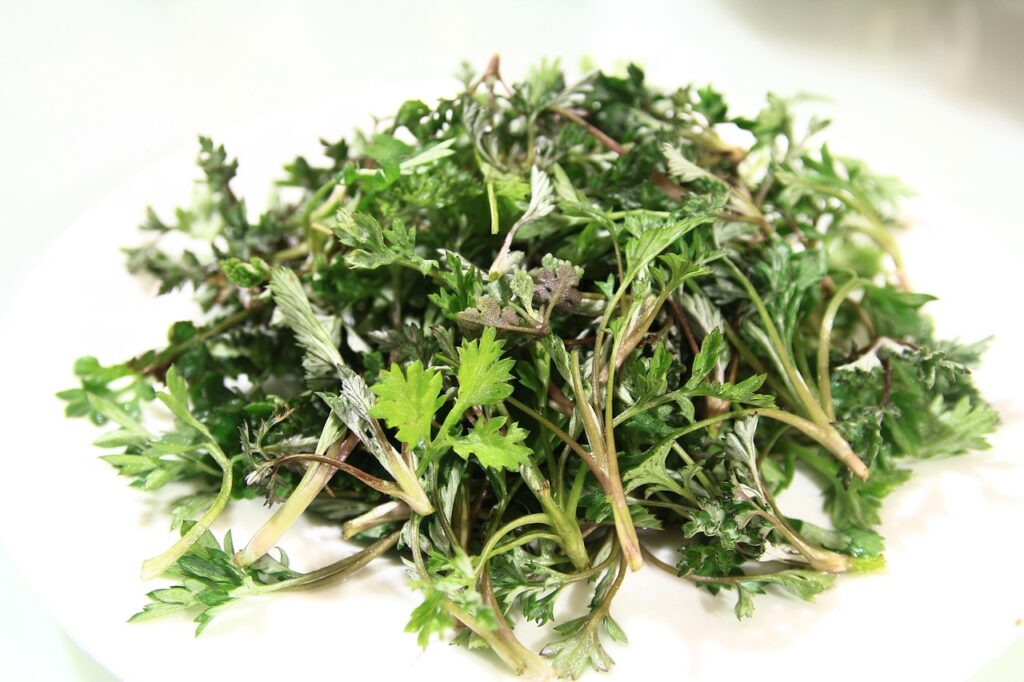 mugwort, nature, spring, medicinal herbs