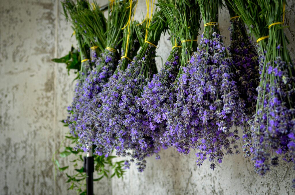 Close-up of drying lavender bundles, highlighting their vibrant purple hues against a rustic backdrop.